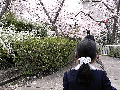 20080409満開の桜
