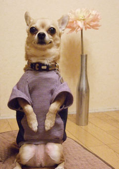 正座するチワワ