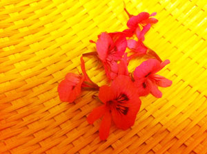 シナモンゼラニウム収穫