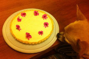 チワワとケーキ