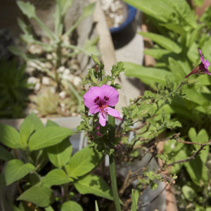 シナモンゼラニュームプランター