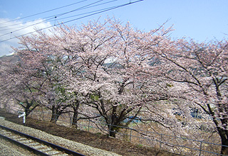 線路脇桜