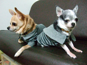 しましまおそろ1