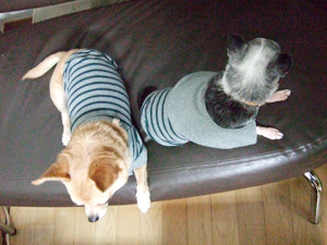 しましまおそろ2