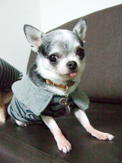 トリケラトプス風