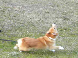 おいかける