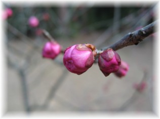 今から花咲く愛らしいつぼみ
