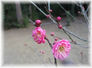 春を見つけたよ♪