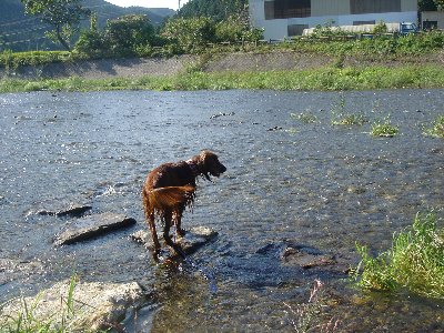 20060924hoshino6