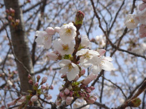 20060401ohanami2