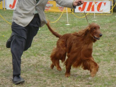 20060429dogshow3