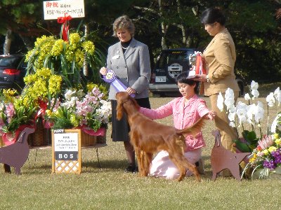 20061104dogshow3