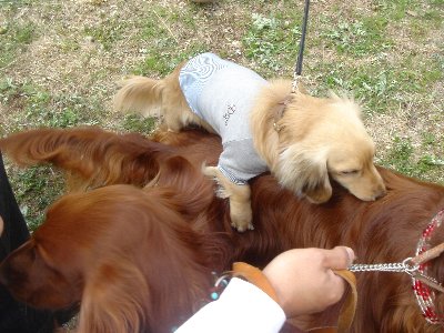 20060429dogshow4