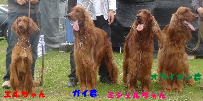 20060429dogshow