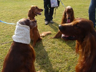 20061104dogshow5