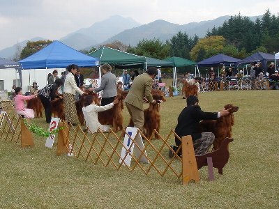 20061104dogshow6