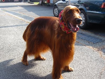 20061104dogshow8