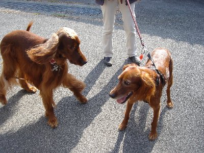 20061104dogshow9