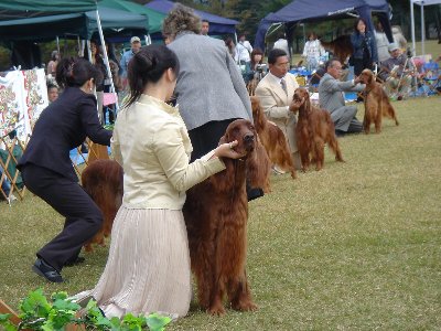 20061104dogshow10