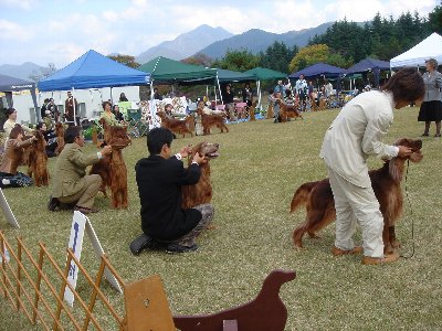 20061104dogshow11