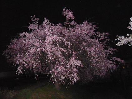 夜桜２.JPG