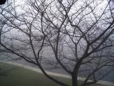 霧　フロントドア