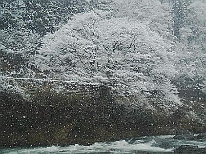 初春の雪が舞う桜