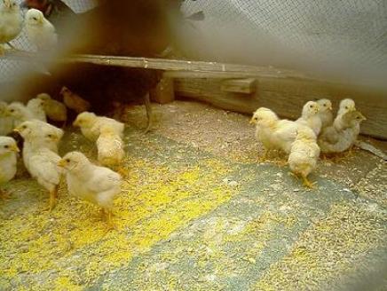 自給自足の生活ひよこ軍団