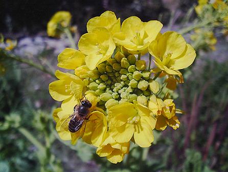 菜の花とニホンミツバチ