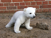 2007-0412-knut4.jpg