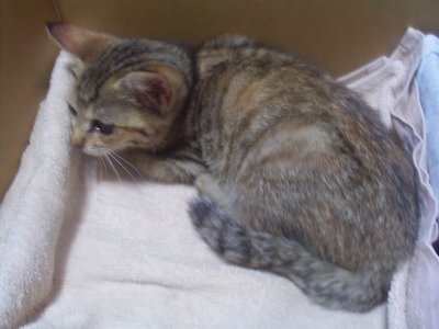 仔猫2