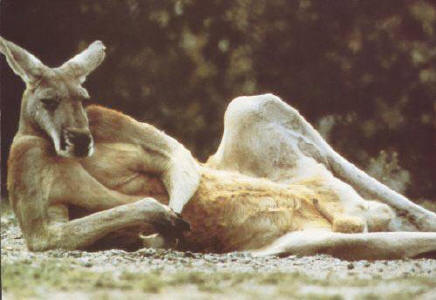 kangaroo_1.jpg