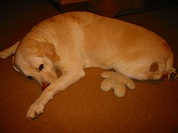 IMG_4376.jpg