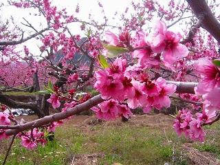 桃の花