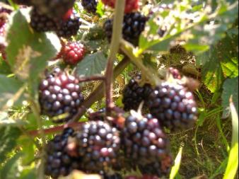 ブラック・ベリー