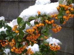 雪を被ったピラカンサ