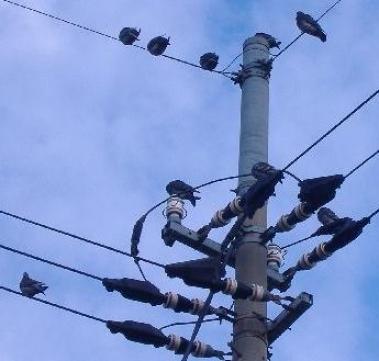 電線に止まる鳩の群れ
