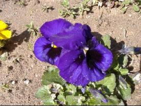パンジー　２
