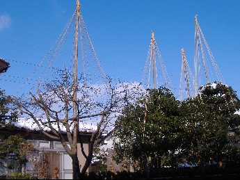 青空に映える雪囲い