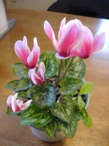 白とピンクのシクラメン　２