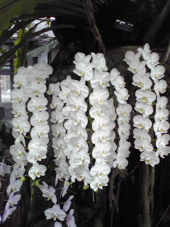 咲くやこの花館２