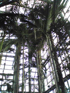 咲くやこの花館４