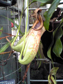 咲くやこの花館６