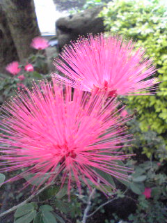 咲くやこの花館７