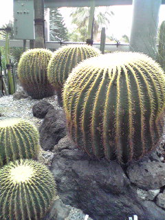 咲くやこの花館８