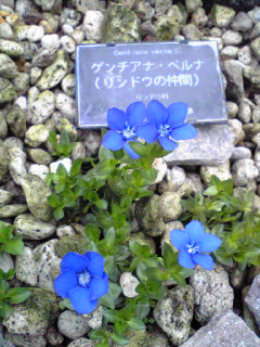 咲くやこの花館10