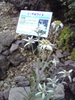 咲くやこの花館11