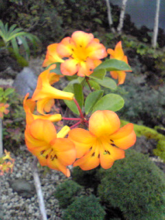 咲くやこの花館12