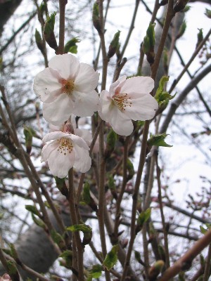 桜２