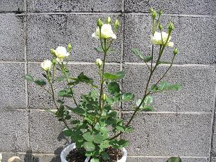 112_1235g.JPG